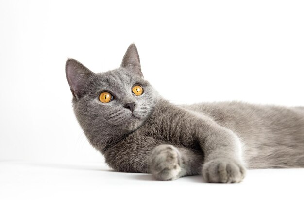 Kot brytyjski krótkowłosy niebieski młody kot z pomarańczowymi oczami na białym tle
