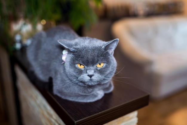 Kot brytyjski krótkowłosy siedzi na drewnianej platformie na niewyraźne tło Koncepcja zwierząt domowych