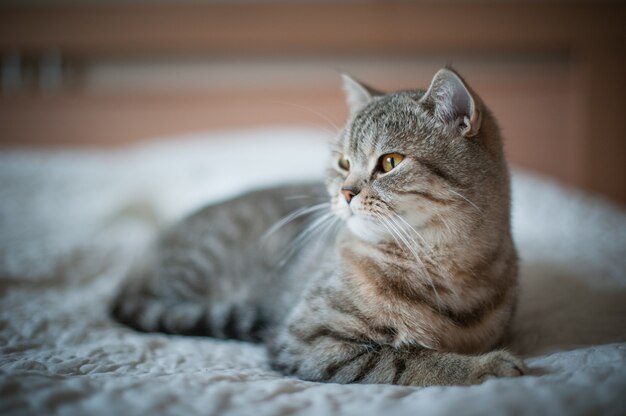 Kot Brytyjski Krótkowłosy Z żółtymi Oczami Leżący Na łóżku.