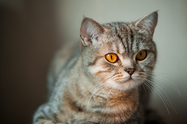 Kot brytyjski krótkowłosy z żółtymi oczami leżący na stole.