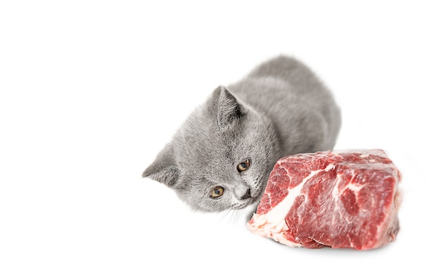 Kot brytyjski wącha kawałek świeżego mięsa