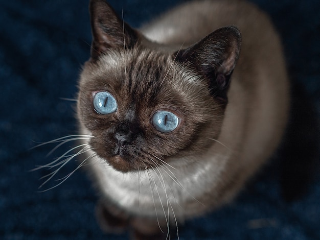 Kot brytyjski z zbliżenie duże niebieskie oczy