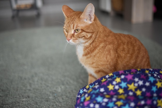 Kot Calico oprawiony i czujny w zabawce tunelowej dla kota