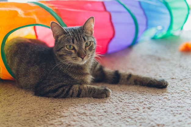 Kot Calico oprawiony i czujny w zabawce tunelowej dla kota