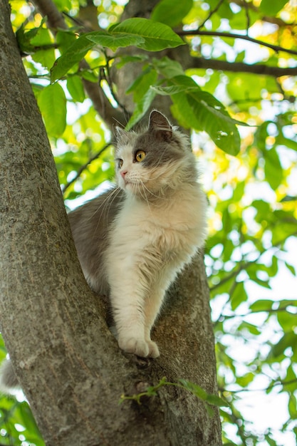 Kot chodzący po drzewie w ogrodzie Kociak ze zmartwionym spojrzeniem stara się nie spaść z drzewa