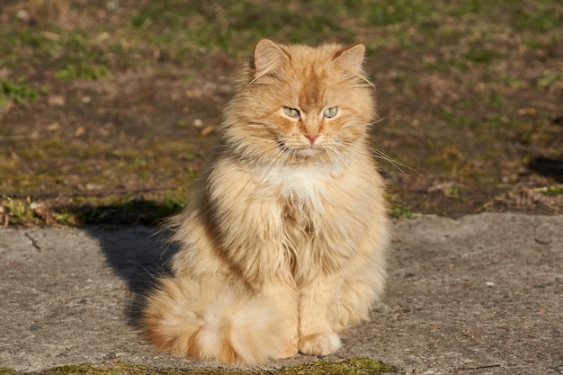 Zdjęcie kot chodzi po dziedzińcu domu wiosna