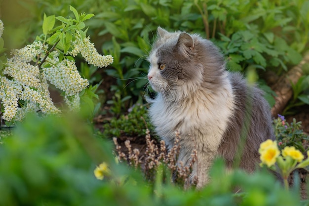 Kot domowy na trawie w ogrodzie otoczony kwiatami Kot z dużym puszystym ogonem wącha kwiat w ogrodzie