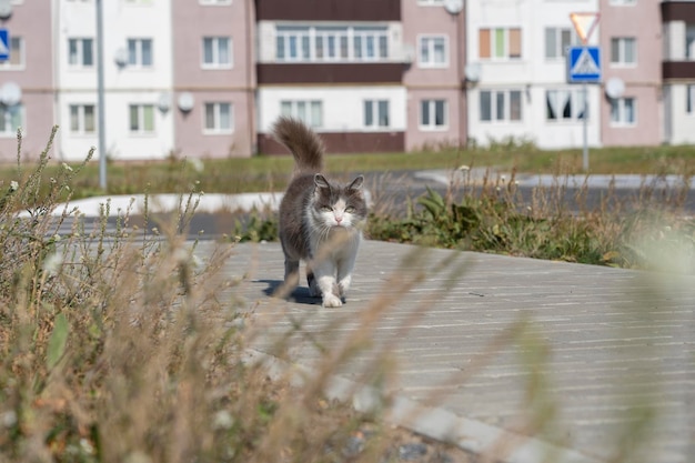 Kot domowy spacerujący po ulicy z bliska