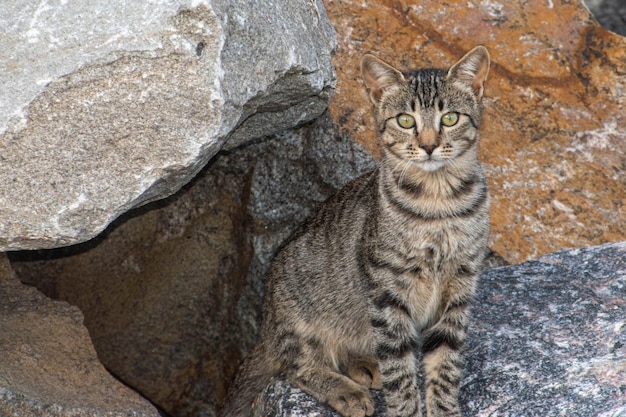 Kot domowy wśród skał
