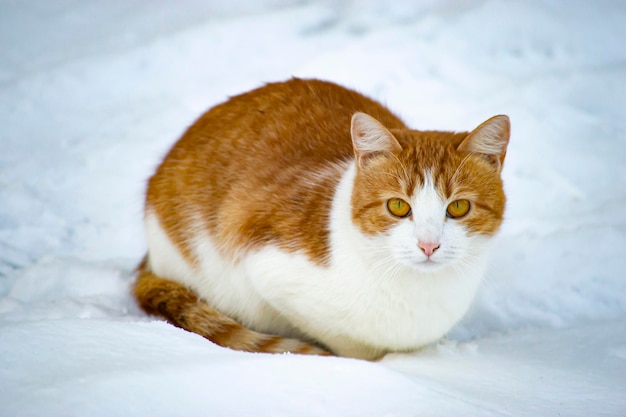 Kot domowy wyszedł na świeże powietrze i siada na śniegu. Kot nie boi się zimna