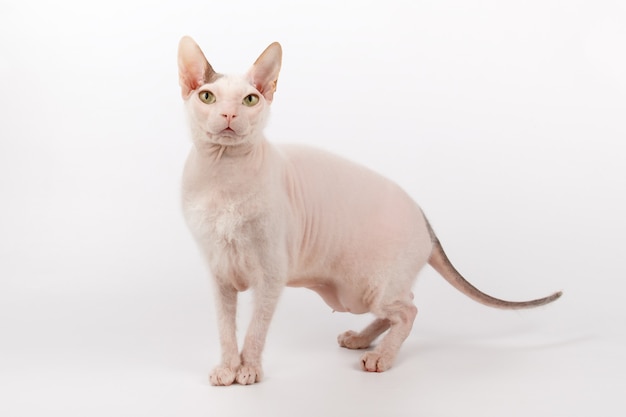 Kot Don Sphynx