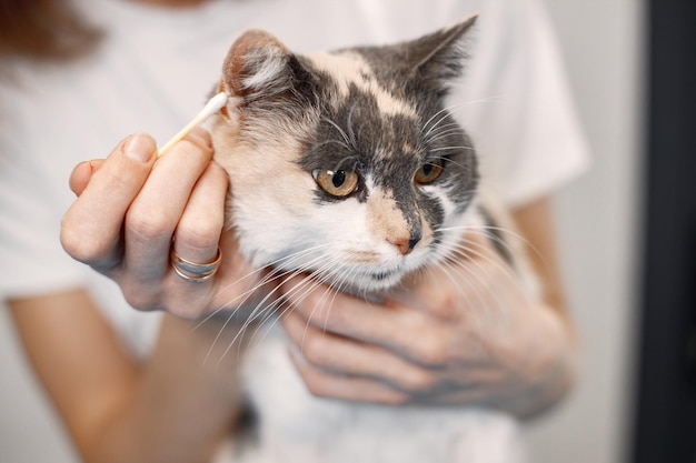 Kot dostaje procedurę w salonie groomer Młoda kobieta w białej koszulce czyste uszy małego kota Biały i brązowy kot na niebieskim stole