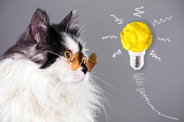 Kot i pomysły