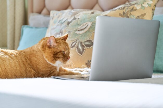 Kot imbirowy leżący w domu na łóżku z laptopem