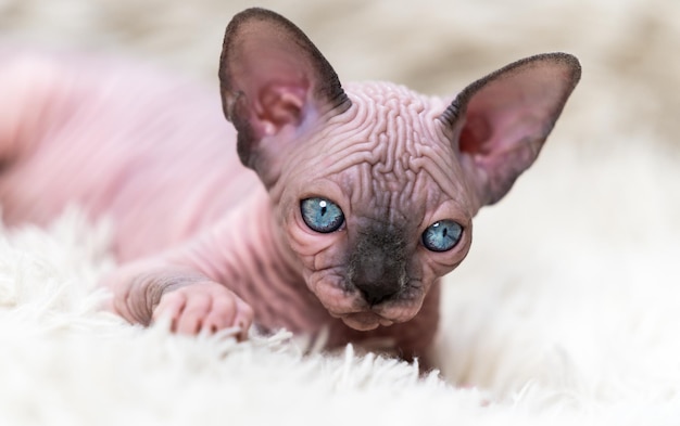 Kot kanadyjski Sphynx Cat z dużymi niebieskimi oczami patrzący w kamerę leżącą na białym dywanie