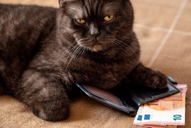 Kot kładzie łapę na torebce, z której wystaje kilka banknotów euro