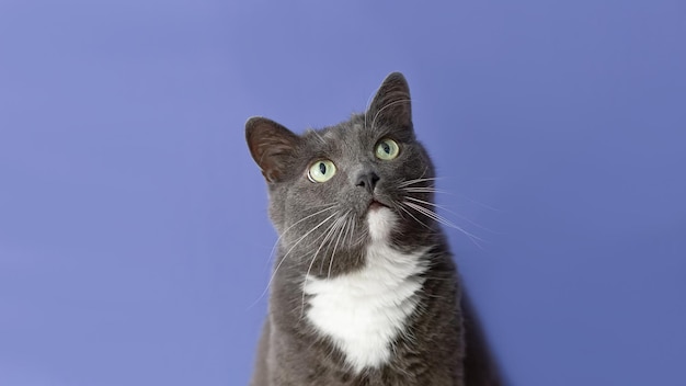Kot krótkowłosy na niebieskim tle Portret Zwierzęta Banner znak