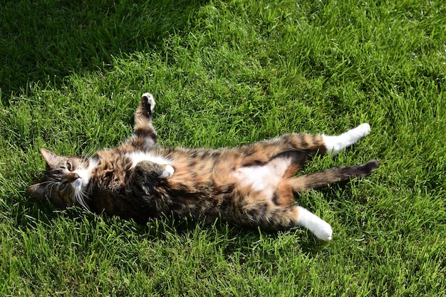 Zdjęcie kot leżący na trawie