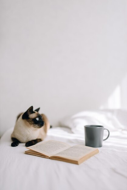 Kot leży na łóżku, wygląda przez okno obok otwartej książki i stawia filiżankę kawy lub herbaty. Zdjęcie pionowe