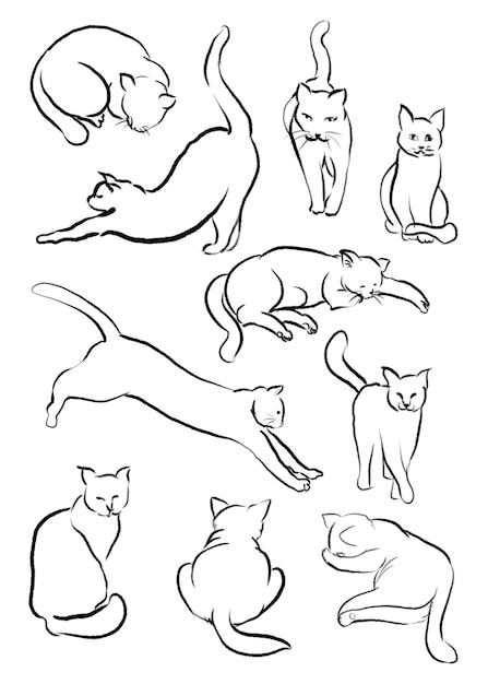 kot lineart