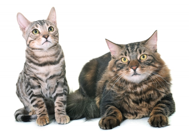 kot maine coon i kotek bengalski