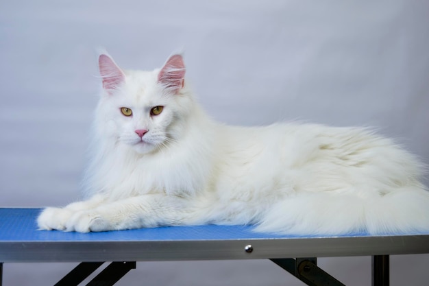 Kot Maine Coon na stole do pielęgnacji po kąpieli i ekspresowym przemieszczaniu się w salonie dla zwierząt domowych