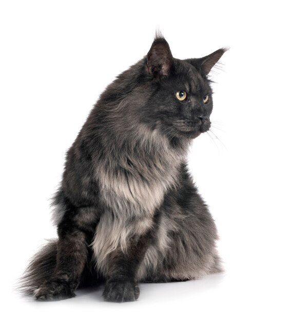 Kot Maine Coon przed białym tle
