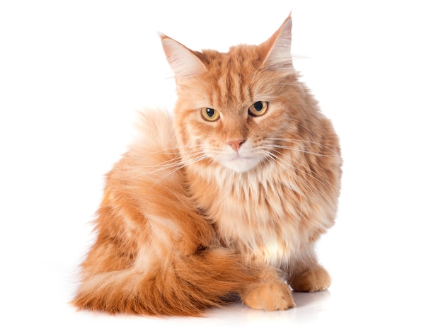 Kot Maine Coon