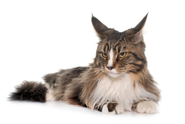 kot maine coon