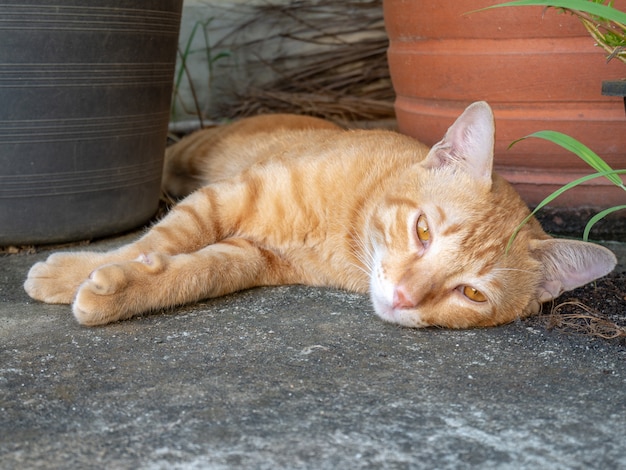 Kot na cementowej podłodze