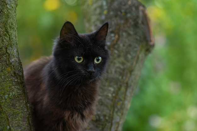 Kot na gałęzi drzewa w ogrodzie Kitten na drzewie ukryte w liściach