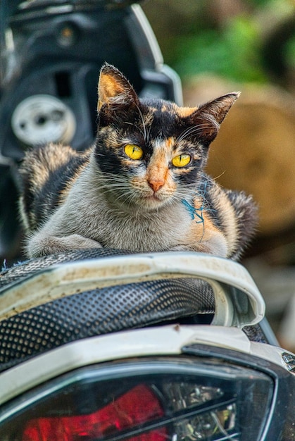 Zdjęcie kot na motocyklu