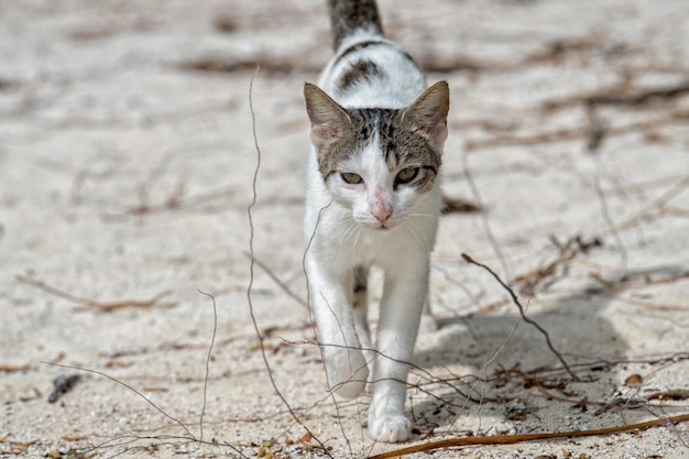 Kot na polinezyjskiej plaży