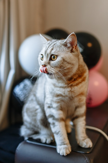 Kot, oblizując usta, na tle balonów