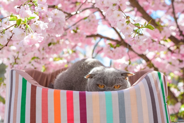 Zdjęcie kot odpoczywa na leżaku w pobliżu kwiatów sakura