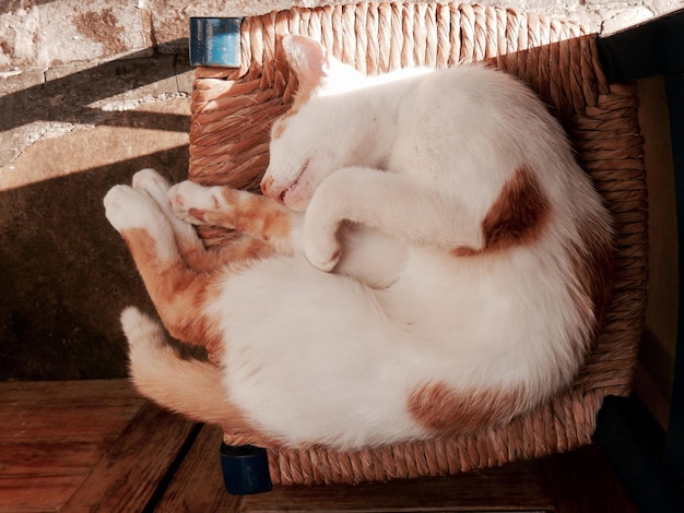 Kot odpoczywa na siedzeniu