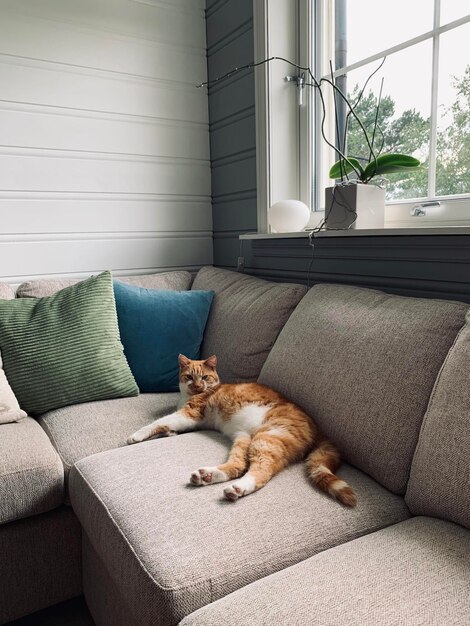 Kot odpoczywający na kanapie w domu
