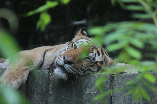 Zdjęcie kot odpoczywający w zoo