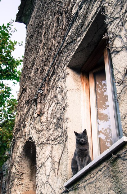 Zdjęcie kot patrzący przez okno.