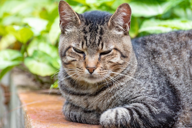 Kot piękny i leniwy kot w paski odpoczywa w porannym naturalnym świetle selektywnym skupieniu