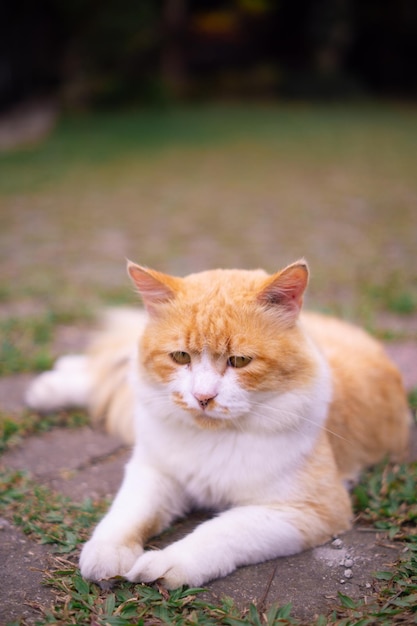 kot pomarańczowy