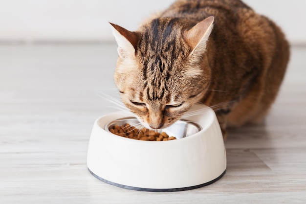 Kot pręgowany jedzący jedzenie z białej miski Koncepcja opieki nad zwierzętami