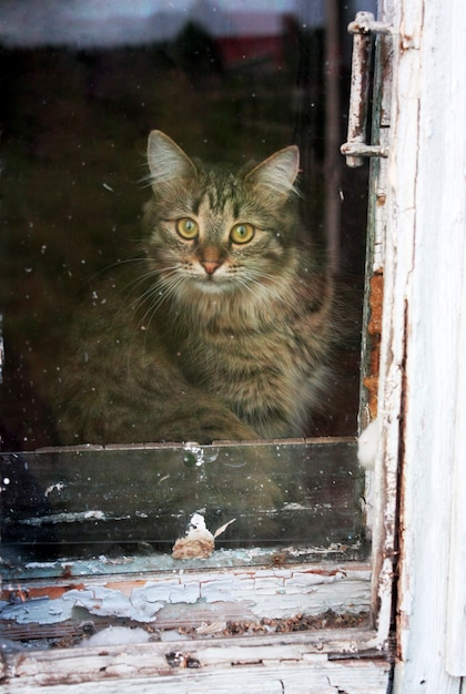 Kot pręgowany za starym oknem