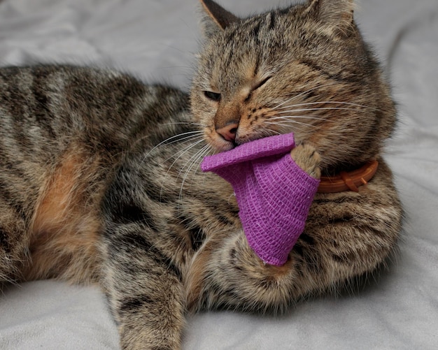 Kot próbuje usunąć bandaż z łapy Koncepcja leczenia i dbania o zdrowie zwierząt domowych