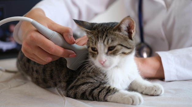 Kot przechodzi USG w gabinecie weterynaryjnym Lekarz weterynarii wykonuje badanie ultrasonograficzne brzucha