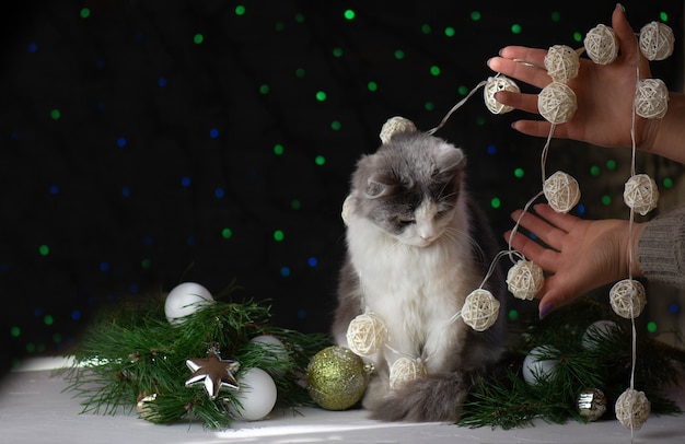 Kot r. W ozdoby świąteczne i wstążki. Boże Narodzenie ładny kot. Kot na choince. Kot niszczy Boże Narodzenie
