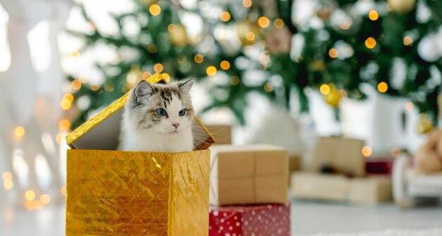 Kot Ragdoll w okresie świątecznym