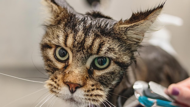 Kot rasy Maine Coon kąpie się z prysznicem w salonie groomerskim przez profesjonalnego groomera