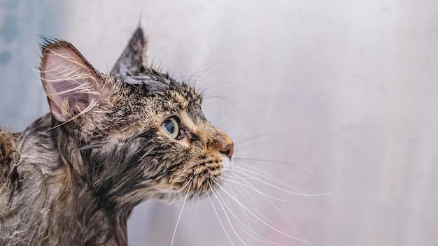 Kot rasy Maine Coon patrzący w kamerę w profesjonalnej usłudze pielęgnacyjnej po umyciu