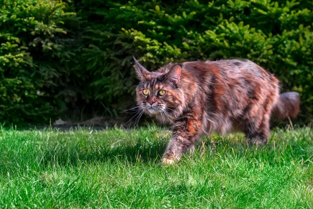 Kot rasy Maine Coon spaceruje po słonecznym zielonym trawniku, śliczna tapeta z kotem, kopia miejsca